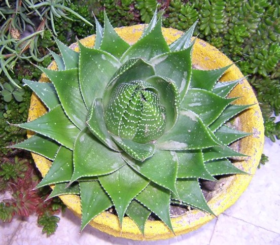 Aloe cosmo cv. green pearl 