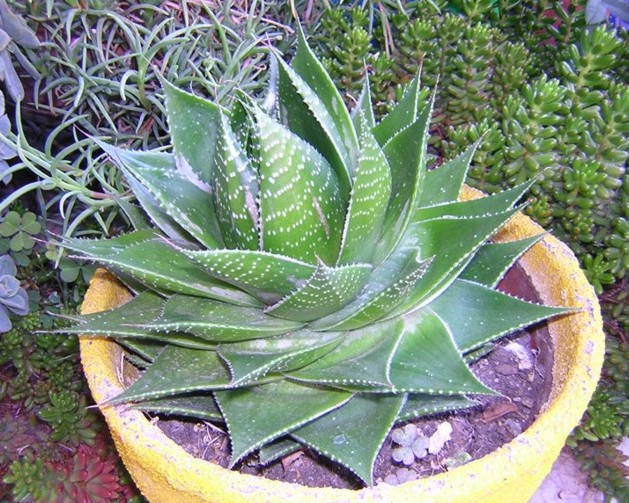 Aloe cosmo cv. Green Pearl 