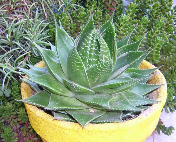 Aloe cosmo cv. Green Pearl 