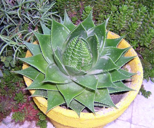 Aloe cosmo cv. Green Pearl 