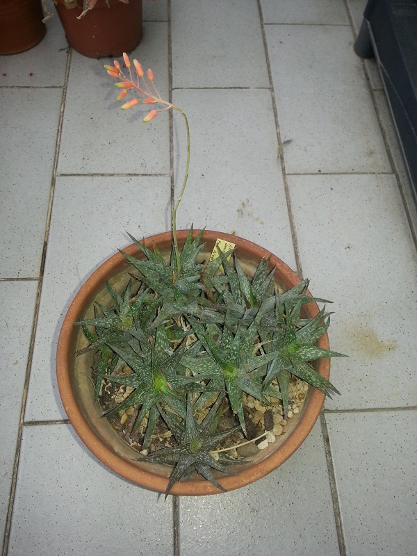 Aloe descoingsii 
