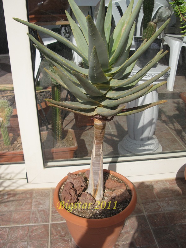 Aloe dichotoma 