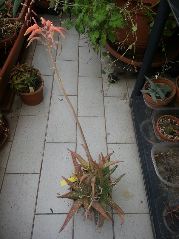 Aloe dumetorum 
