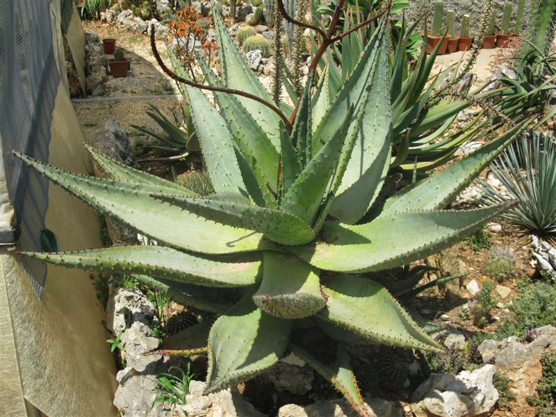 Aloe ferox 