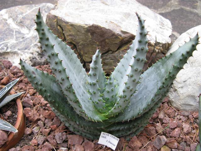 Aloe ferox 