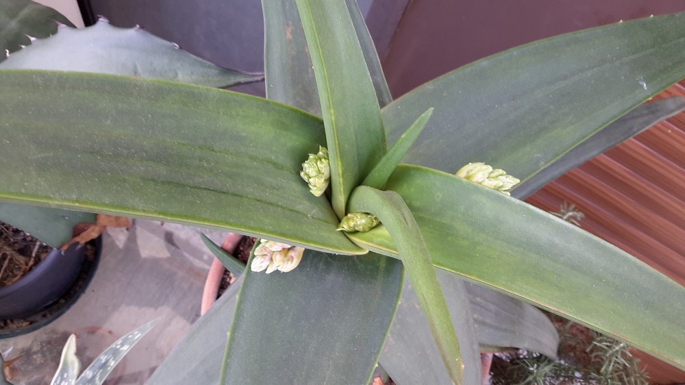 Aloe fleurentiniorum 