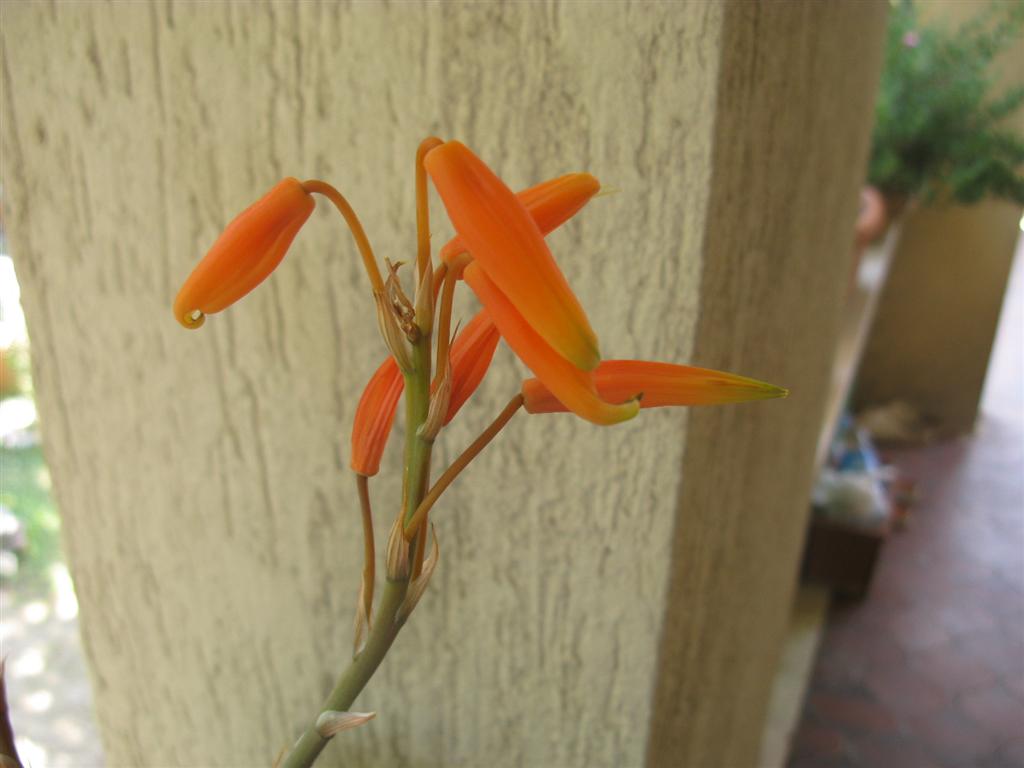 Aloe humilis 