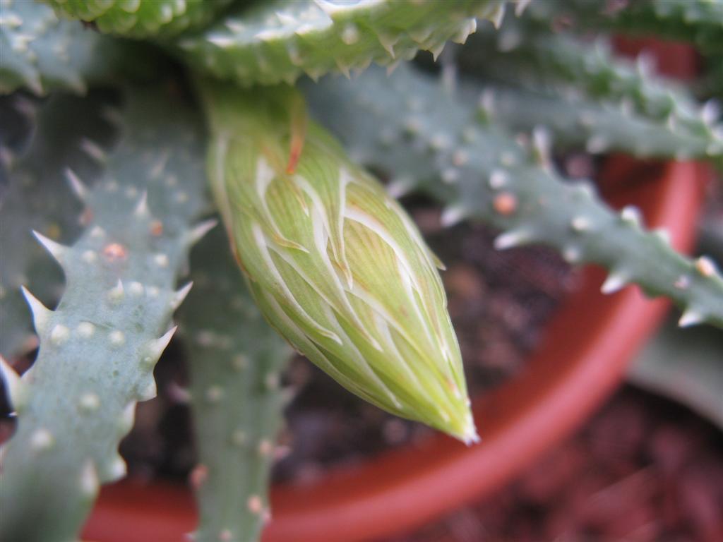 Aloe humilis 