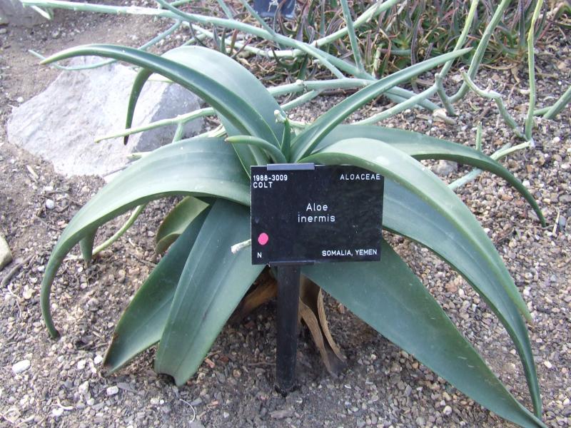 Aloe inermis 