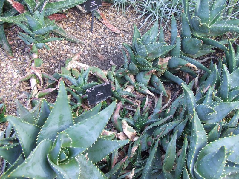 Aloe mitriformis 