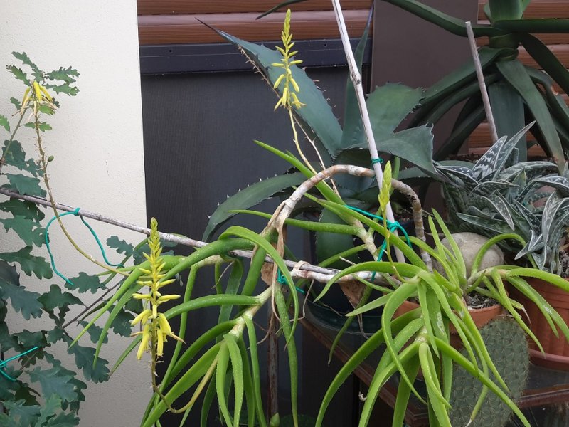 aloe pendens