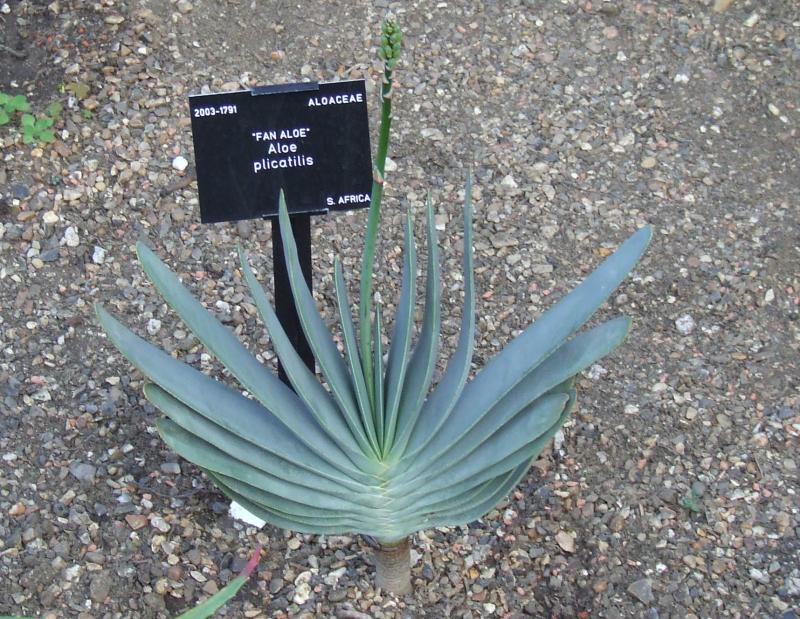 Aloe plicatilis 