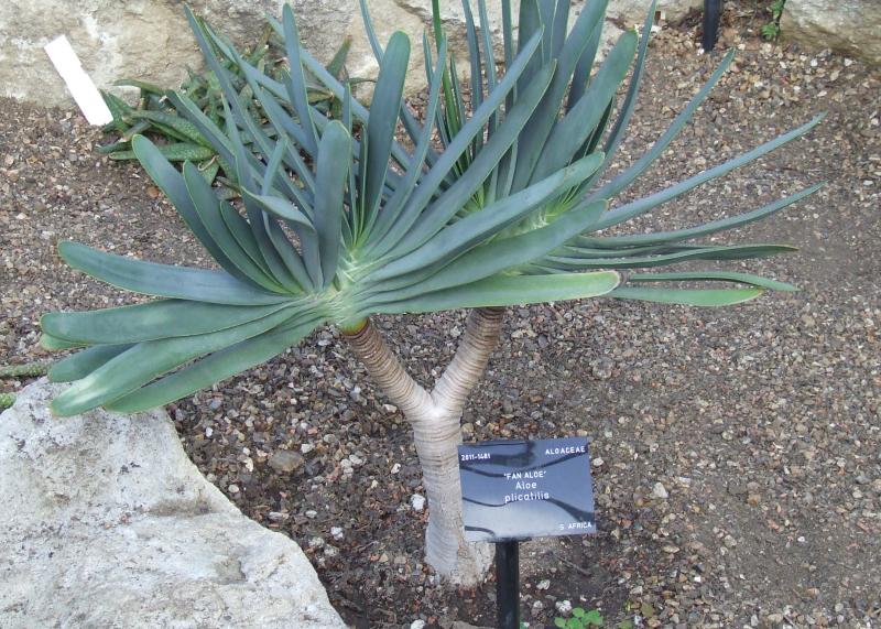 Aloe plicatilis 