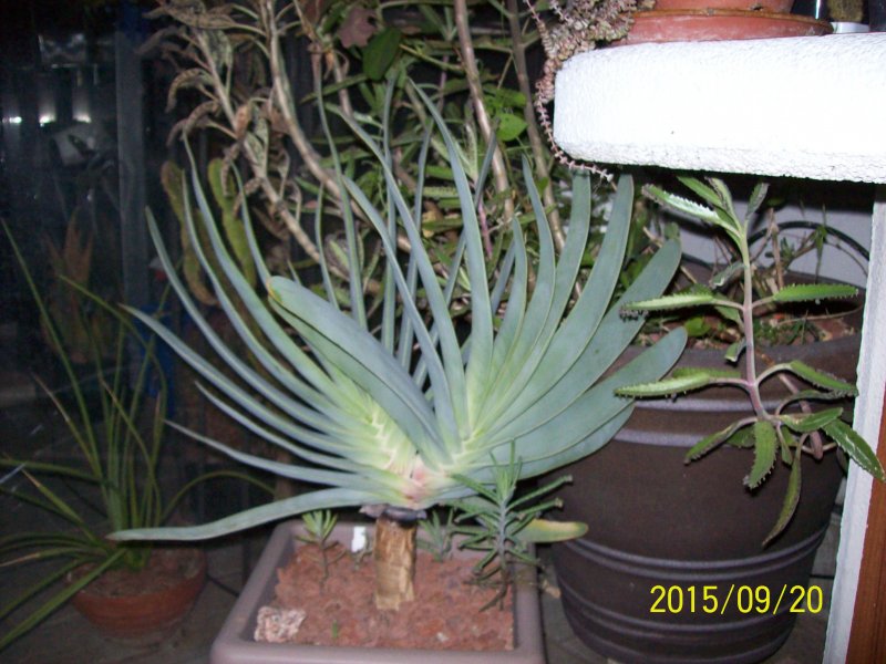 Aloe plicatilis 