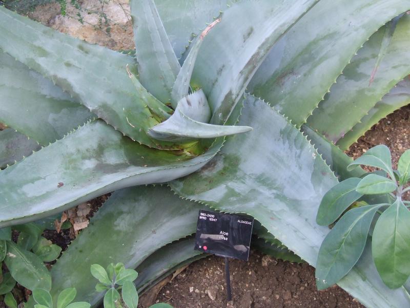 Aloe rivae 