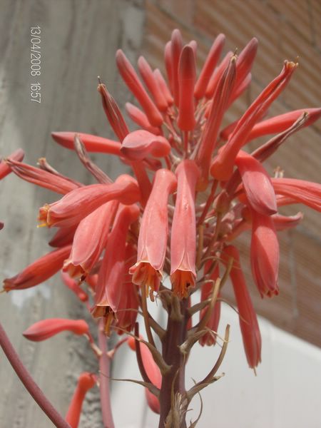 Aloe saponaria 