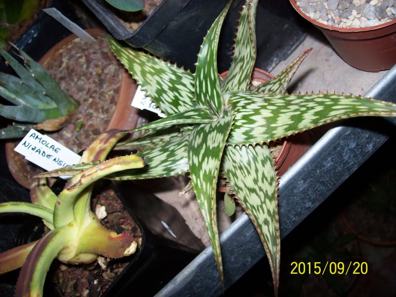 Aloe somaliensis 