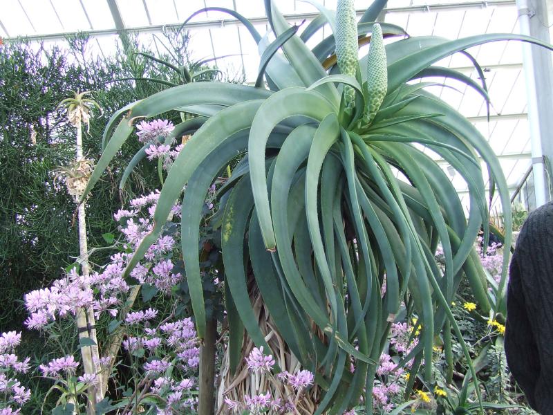 aloe speciosa