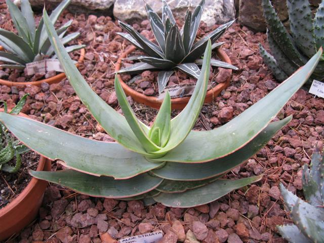 Aloe striata 