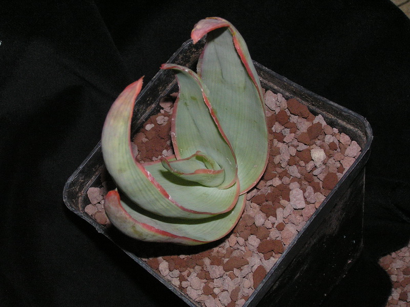 Aloe striata 