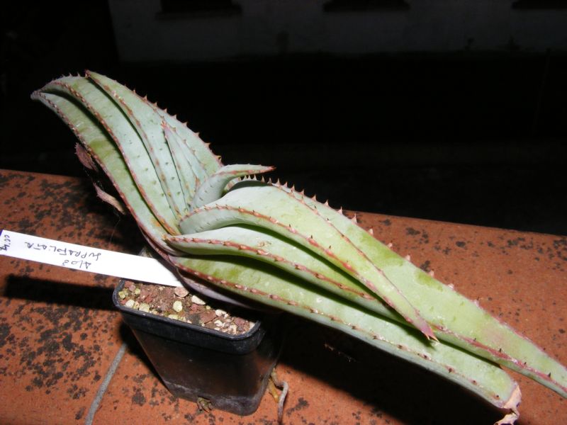 Aloe suprafoliata 