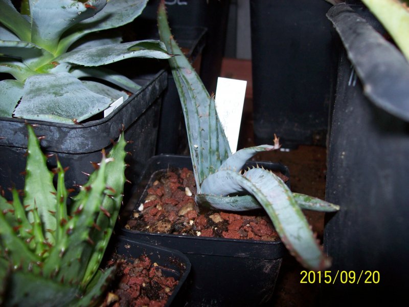 Aloe suprafoliata 