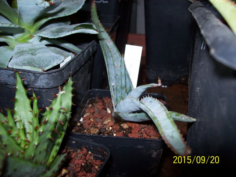 Aloe suprafoliata 
