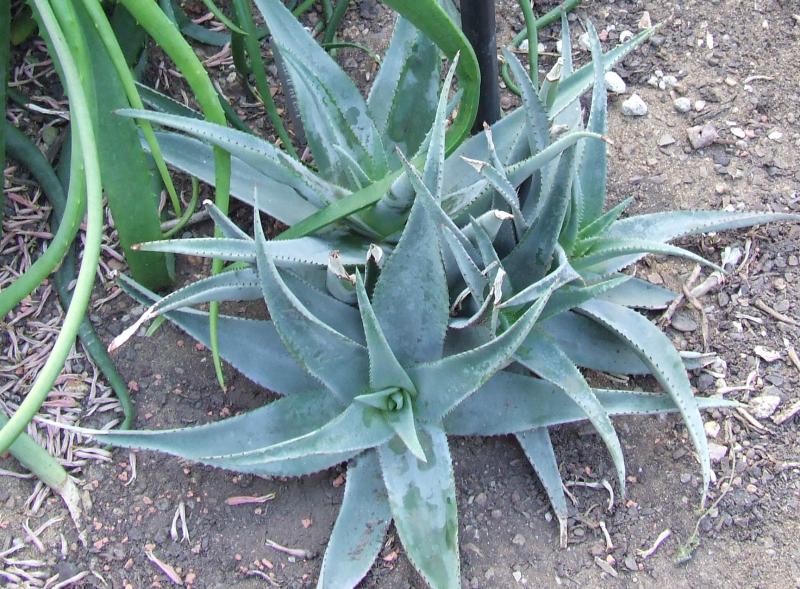 Aloe vacillans 