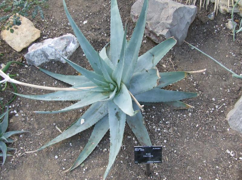 Aloe vacillans 