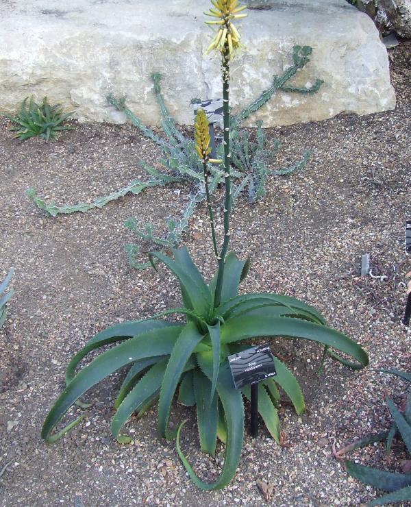 Aloe vanbalenii 