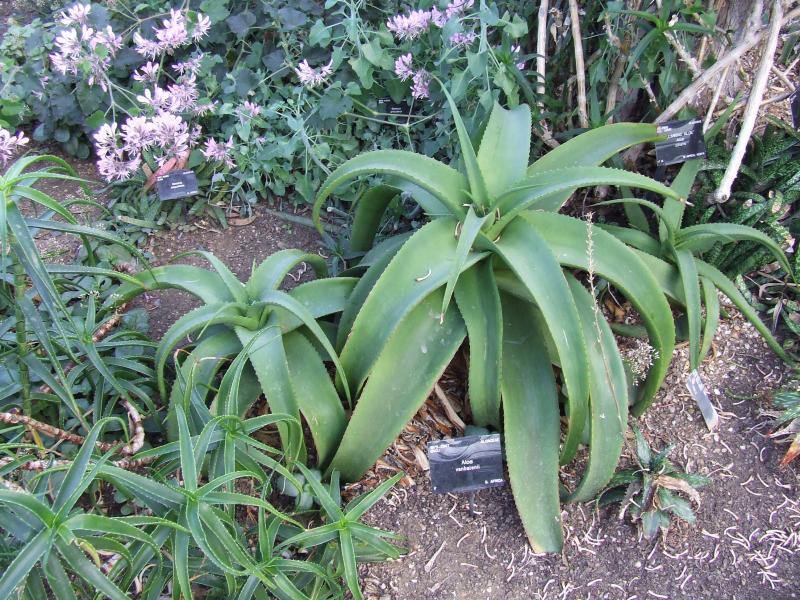 Aloe vanbalenii 