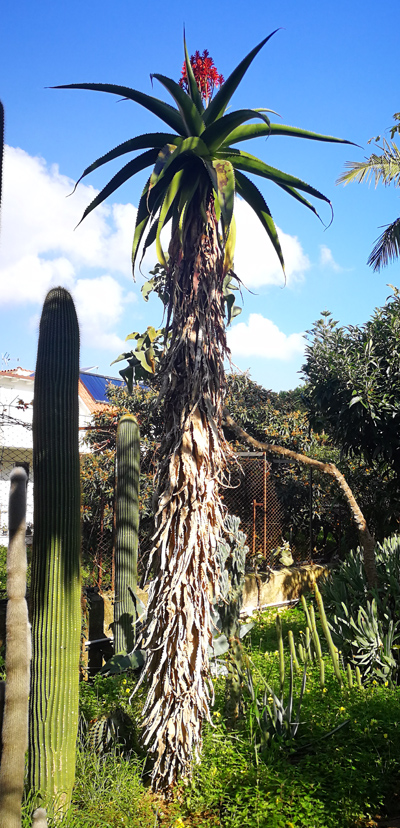 Aloe vaombe 