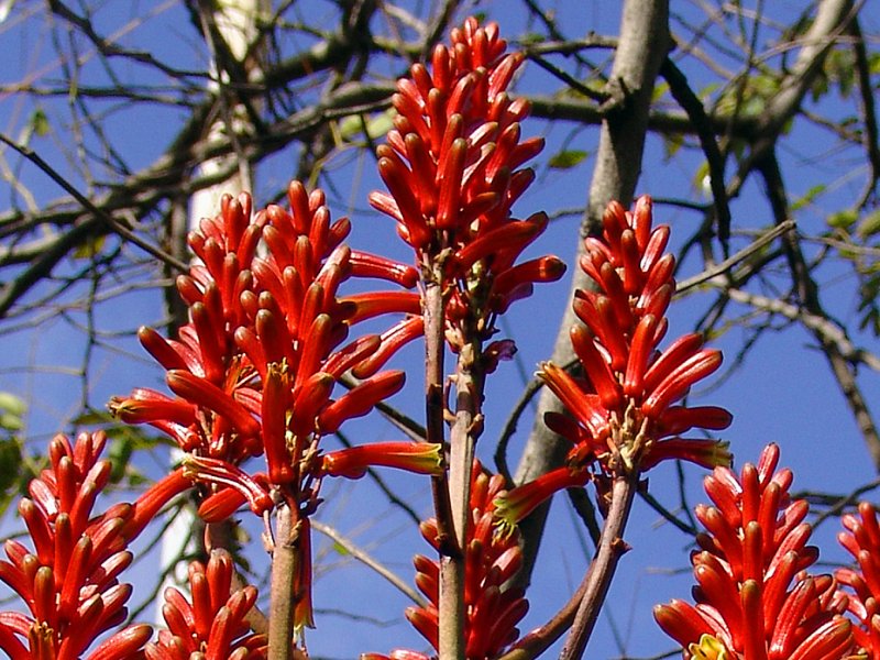Aloe vaombe 