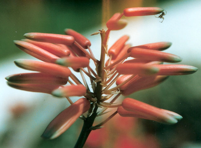 Aloe variegata 