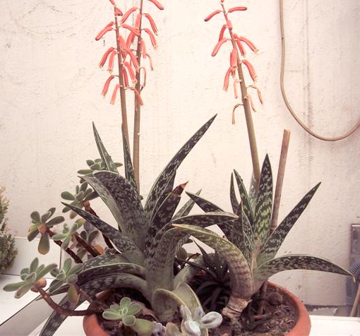 Aloe variegata 