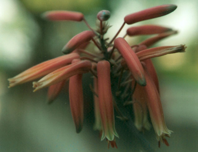 Aloe variegata 