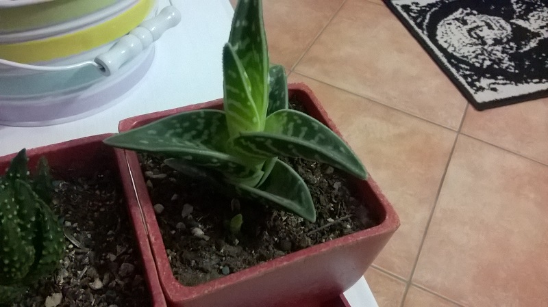  aloe variegata? 