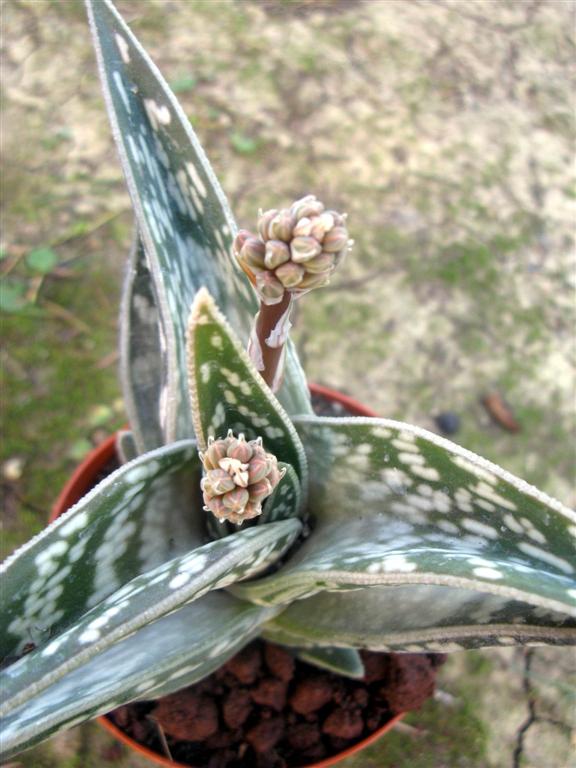 Aloe variegata 