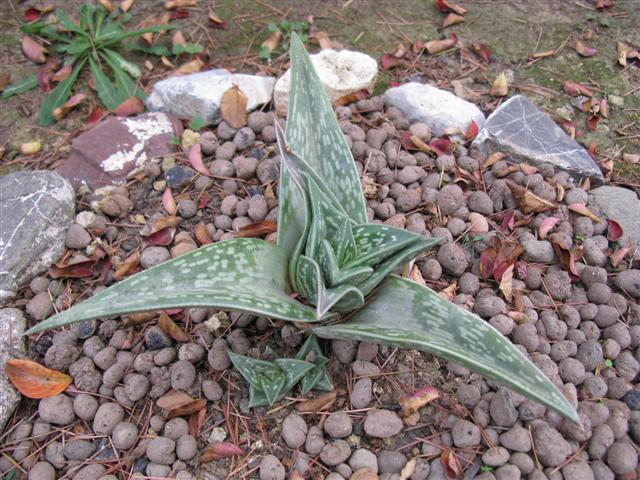 Aloe variegata 