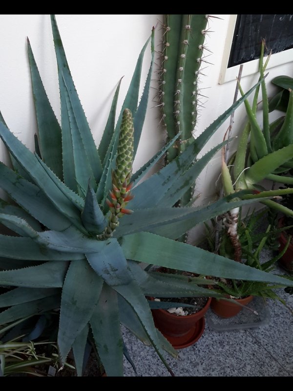 aloe cv. varvari