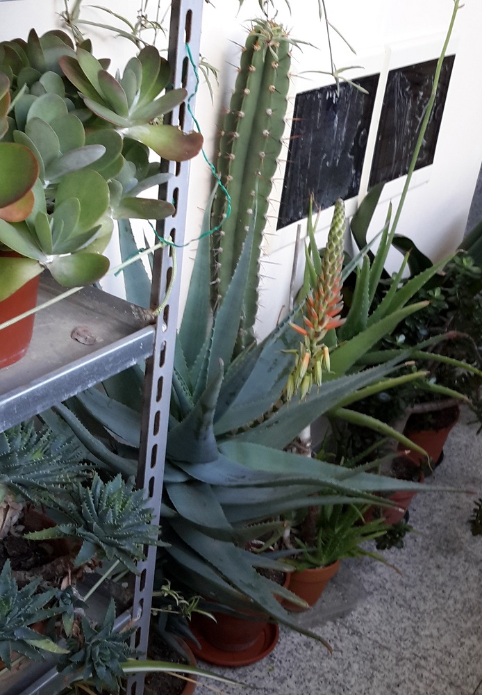 Aloe cv. varvari 