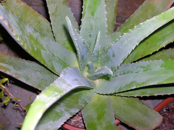 Aloe vera 