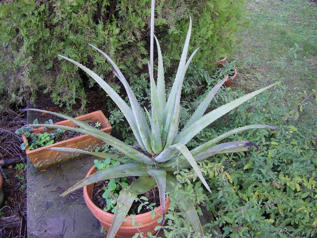 Aloe vera 