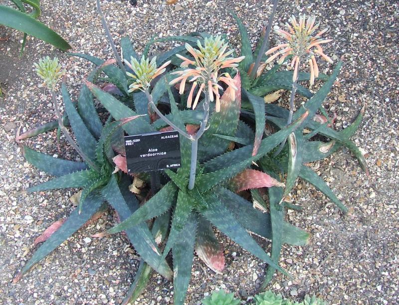 Aloe verdoorniae 