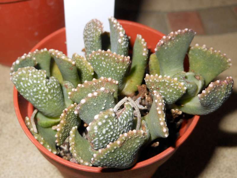 aloinopsis malherbei