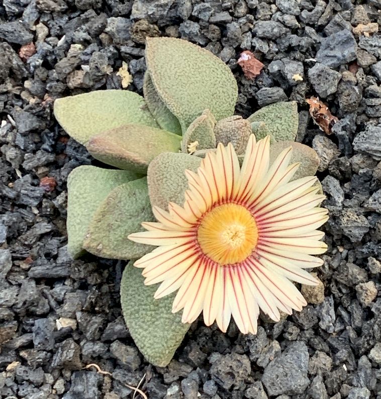 aloinopsis rubrolineata