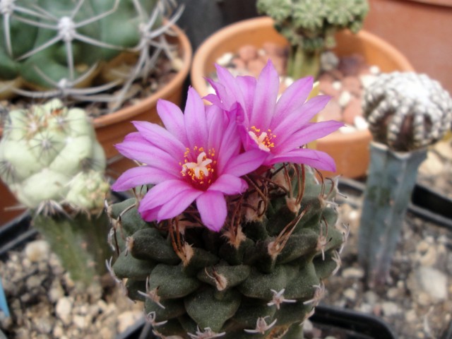 Turbinicarpus alonsoi 