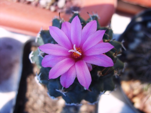 Turbinicarpus alonsoi 