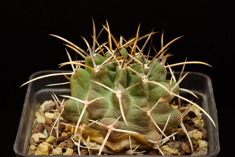 Echinocereus fendleri v. kuenzleri 