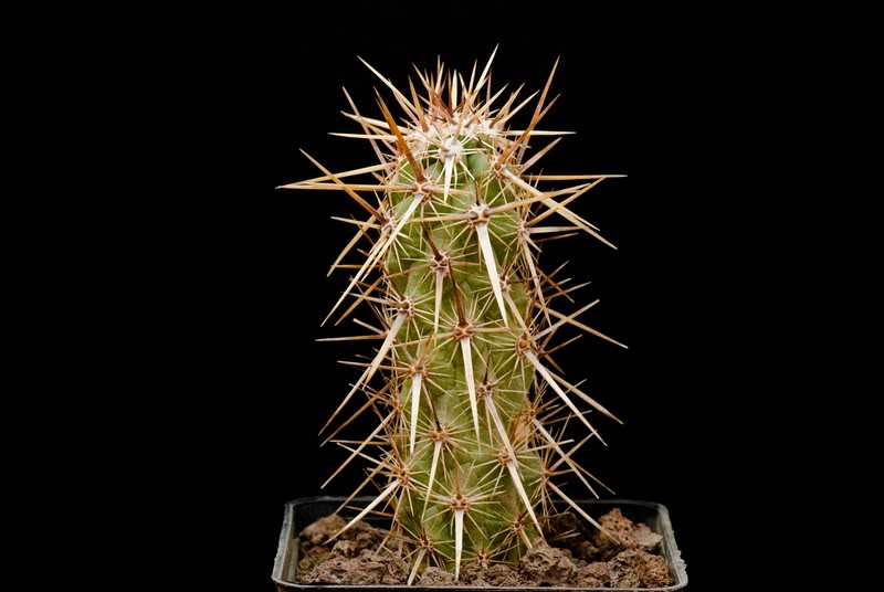 Echinocereus  brandegeei 